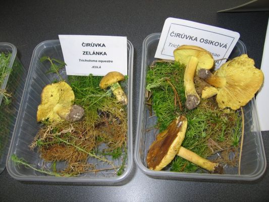 Klikněte pro zobrazení původního (velkého) obrázku