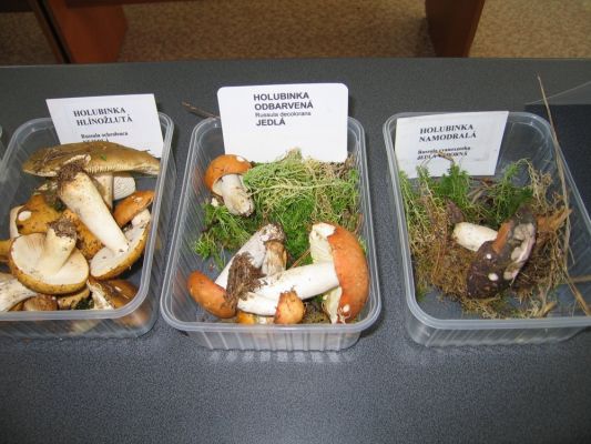 Klikněte pro zobrazení původního (velkého) obrázku