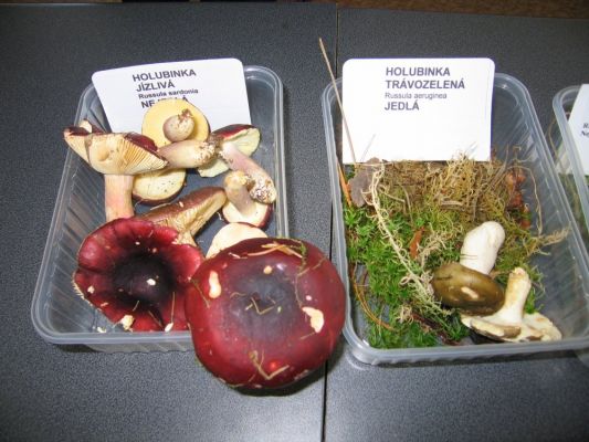 Klikněte pro zobrazení původního (velkého) obrázku