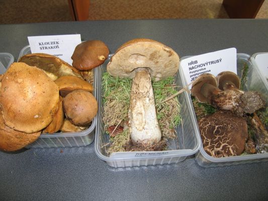 Klikněte pro zobrazení původního (velkého) obrázku