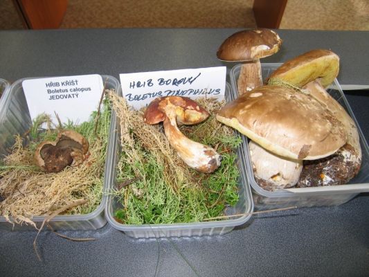 Klikněte pro zobrazení původního (velkého) obrázku