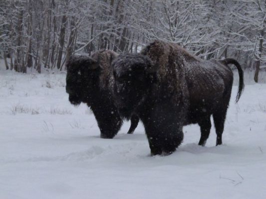 Klikněte pro zobrazení původního (velkého) obrázku