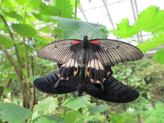 Klikněte pro zobrazení původního (velkého) obrázku