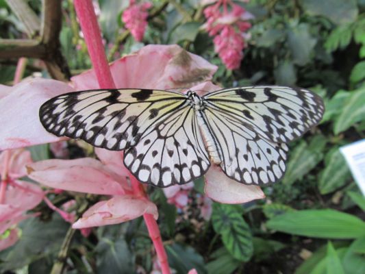 Klikněte pro zobrazení původního (velkého) obrázku