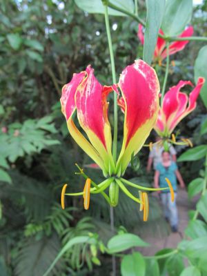 Klikněte pro zobrazení původního (velkého) obrázku