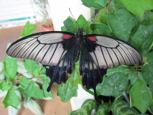 Klikněte pro zobrazení původního (velkého) obrázku