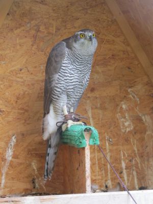 Klikněte pro zobrazení původního (velkého) obrázku