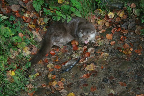 Klikněte pro zobrazení původního (velkého) obrázku