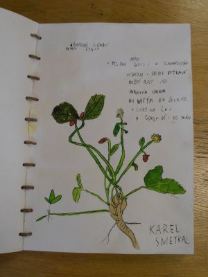 Klikněte pro zobrazení původního (velkého) obrázku