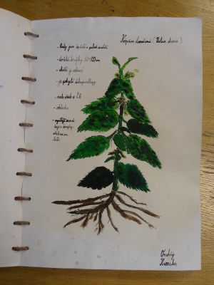 Klikněte pro zobrazení původního (velkého) obrázku