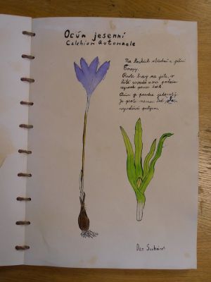 Klikněte pro zobrazení původního (velkého) obrázku