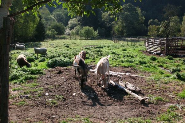Klikněte pro zobrazení původního (velkého) obrázku