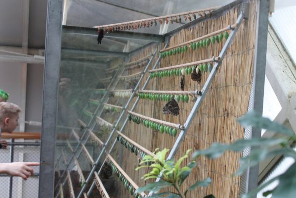 Klikněte pro zobrazení původního (velkého) obrázku