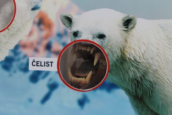 Klikněte pro zobrazení původního (velkého) obrázku