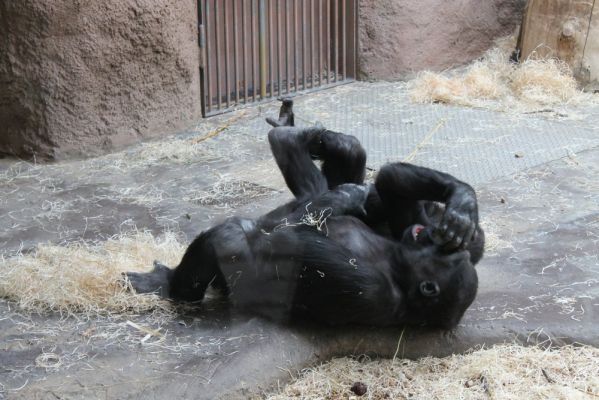Klikněte pro zobrazení původního (velkého) obrázku