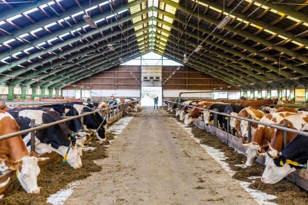 Klikněte pro zobrazení původního (velkého) obrázku