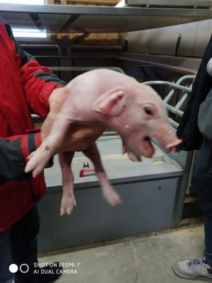 Klikněte pro zobrazení původního (velkého) obrázku