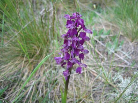 Klikněte pro zobrazení původního (velkého) obrázku