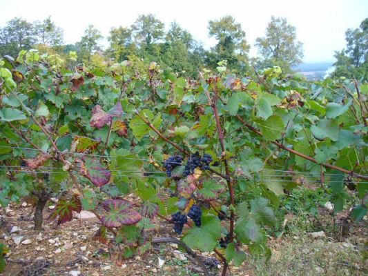 Klikněte pro zobrazení původního (velkého) obrázku