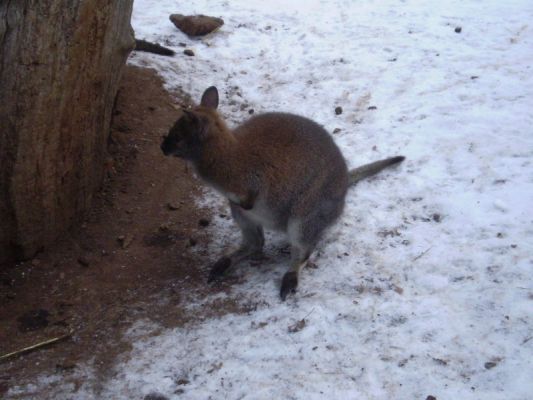 Klikněte pro zobrazení původního (velkého) obrázku