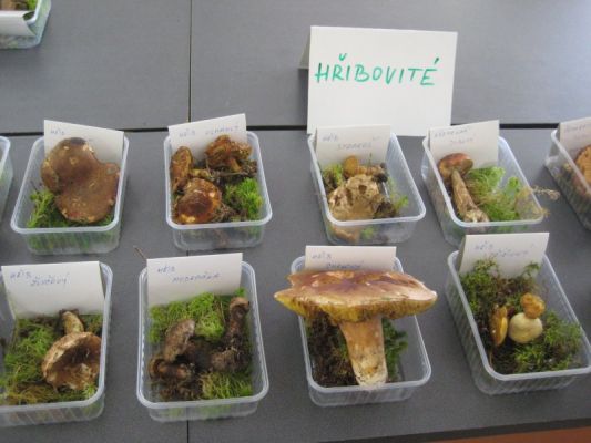 Klikněte pro zobrazení původního (velkého) obrázku