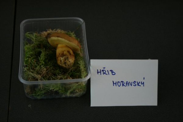 Klikněte pro zobrazení původního (velkého) obrázku