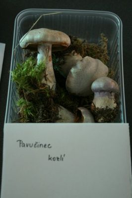 Klikněte pro zobrazení původního (velkého) obrázku