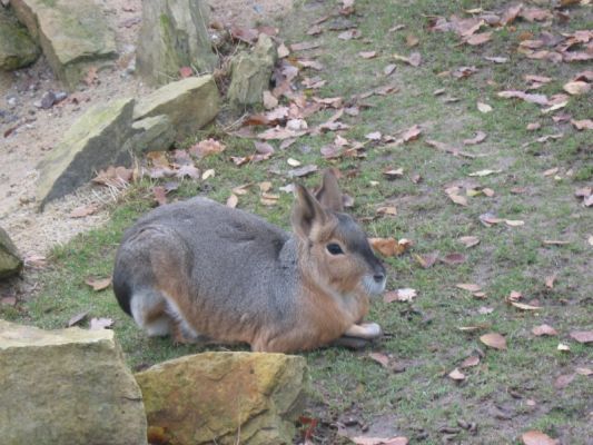 Klikněte pro zobrazení původního (velkého) obrázku