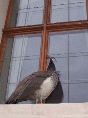 Klikněte pro zobrazení původního (velkého) obrázku