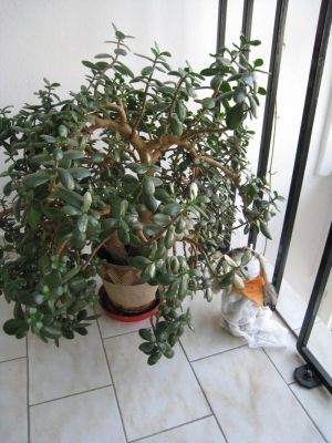 Klikněte pro zobrazení původního (velkého) obrázku