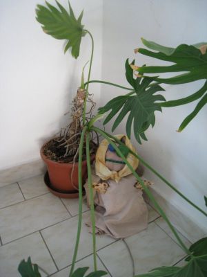 Klikněte pro zobrazení původního (velkého) obrázku