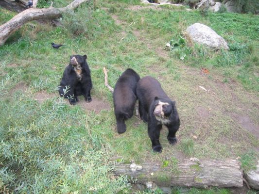 Klikněte pro zobrazení původního (velkého) obrázku