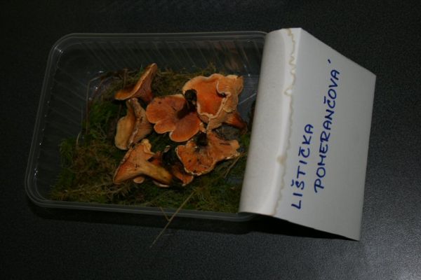 Klikněte pro zobrazení původního (velkého) obrázku