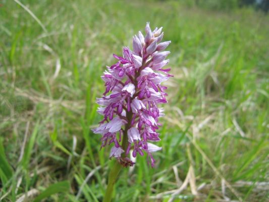 Klikněte pro zobrazení původního (velkého) obrázku