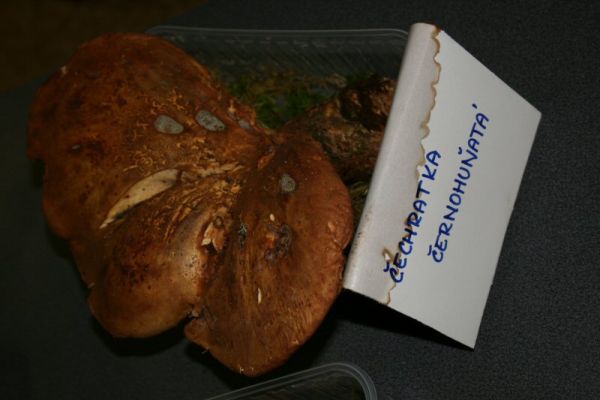 Klikněte pro zobrazení původního (velkého) obrázku