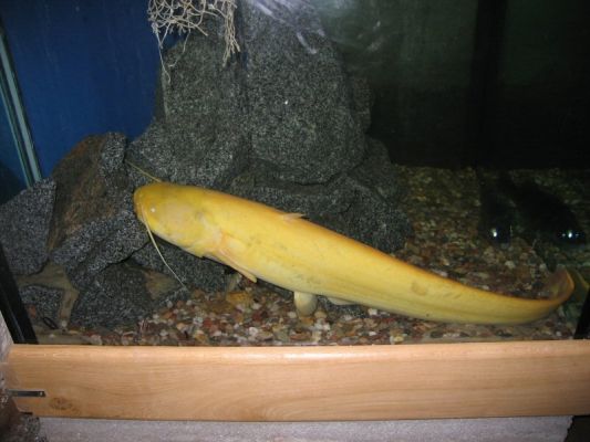 Klikněte pro zobrazení původního (velkého) obrázku