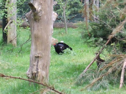 Klikněte pro zobrazení původního (velkého) obrázku
