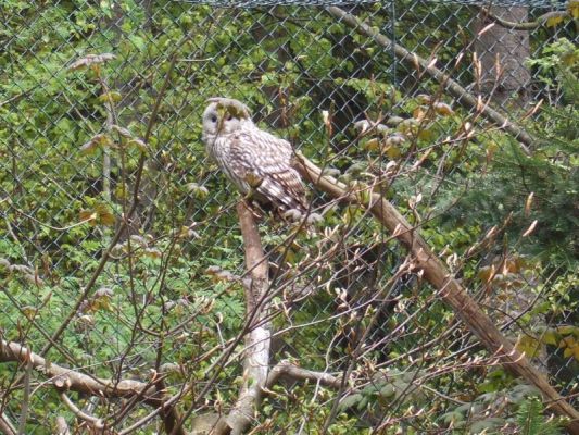Klikněte pro zobrazení původního (velkého) obrázku
