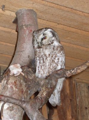 Klikněte pro zobrazení původního (velkého) obrázku