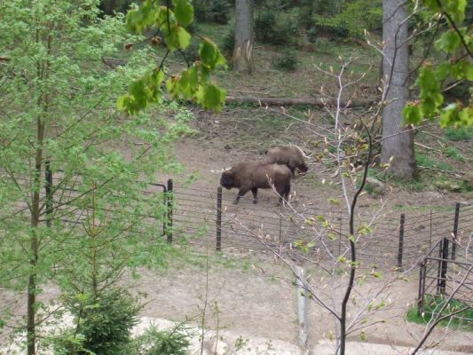 Klikněte pro zobrazení původního (velkého) obrázku