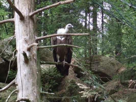 Klikněte pro zobrazení původního (velkého) obrázku