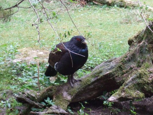 Klikněte pro zobrazení původního (velkého) obrázku