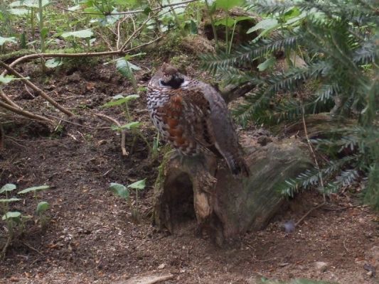 Klikněte pro zobrazení původního (velkého) obrázku