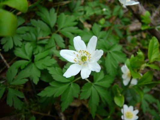 Klikněte pro zobrazení původního (velkého) obrázku