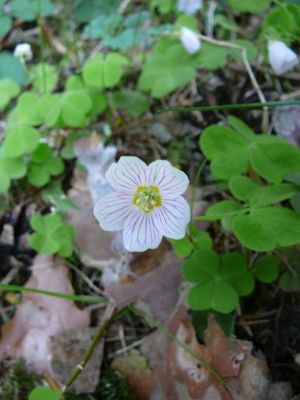Klikněte pro zobrazení původního (velkého) obrázku