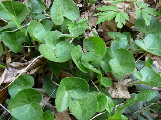 Klikněte pro zobrazení původního (velkého) obrázku