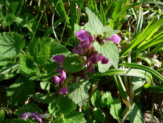Klikněte pro zobrazení původního (velkého) obrázku