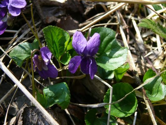 Klikněte pro zobrazení původního (velkého) obrázku