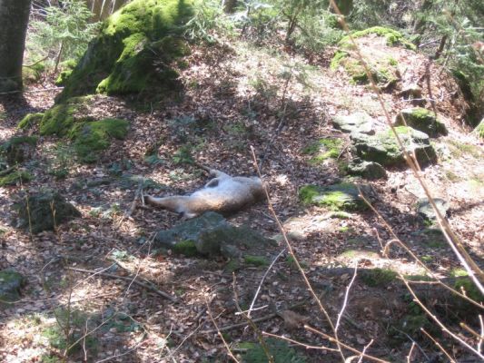 Klikněte pro zobrazení původního (velkého) obrázku