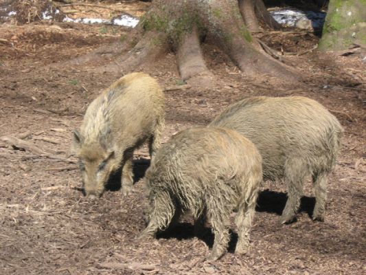Klikněte pro zobrazení původního (velkého) obrázku